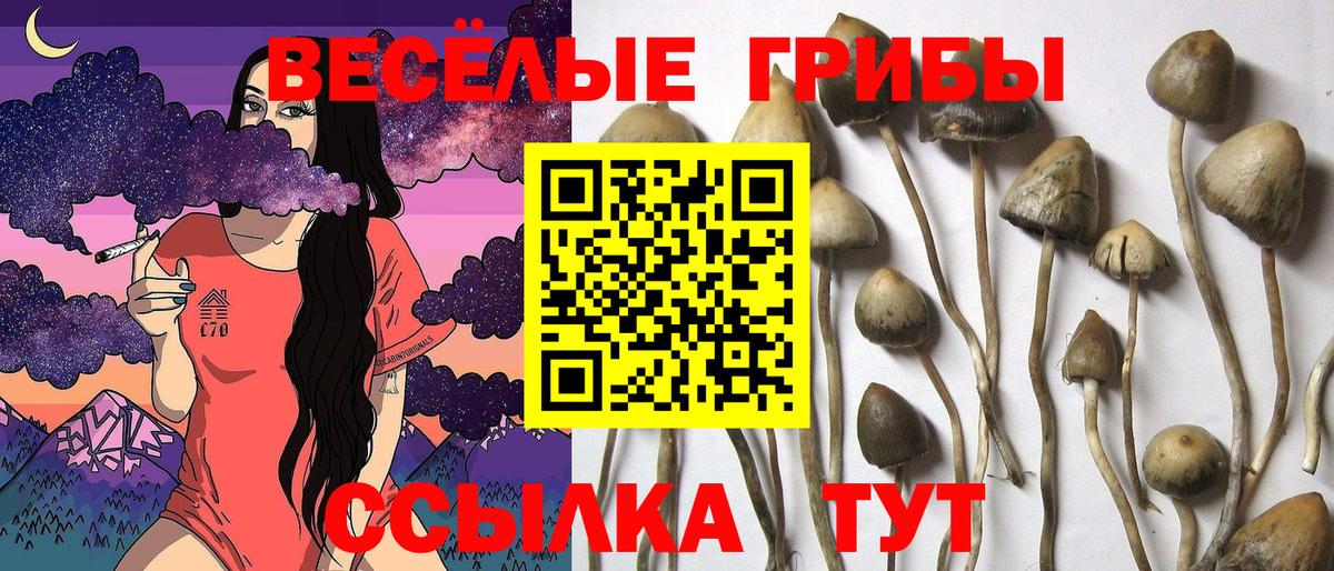 Псилоцибиновые грибы Psilocybine cubensis  Вход с VPN  Зерноград 